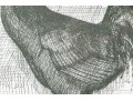 Bernard Buffet (France, 1928-1999) 1953 Black And White Lithograph, Rooster