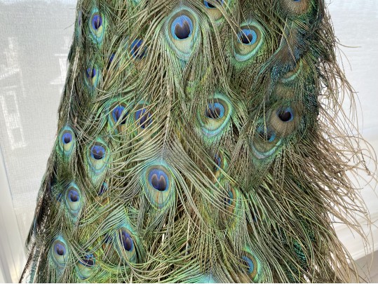 Taxidermy Peacock Perched On Stunning Root Wood Base