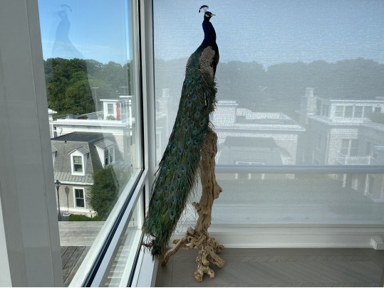 Taxidermy Peacock Perched On Stunning Root Wood Base