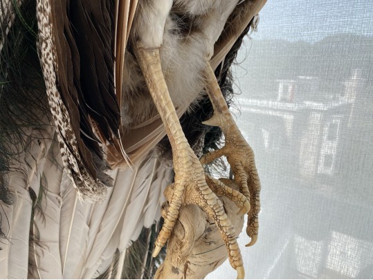 Taxidermy Peacock Perched On Stunning Root Wood Base