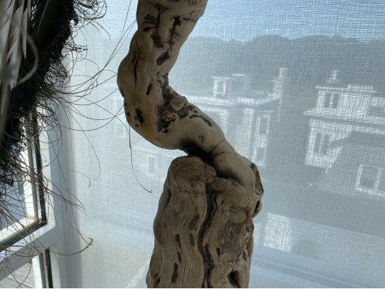 Taxidermy Peacock Perched On Stunning Root Wood Base