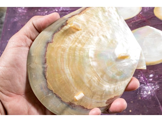 Collection Of 12 Mother Of Pearl Shell Form Caviar Plates