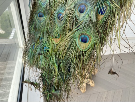 Taxidermy Peacock Perched On Stunning Root Wood Base
