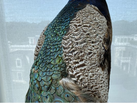 Taxidermy Peacock Perched On Stunning Root Wood Base