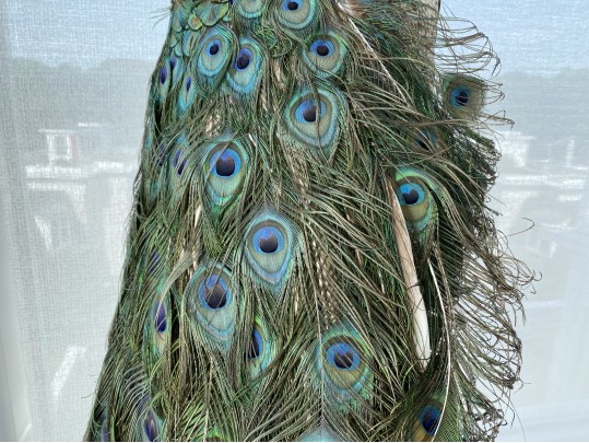 Taxidermy Peacock Perched On Stunning Root Wood Base