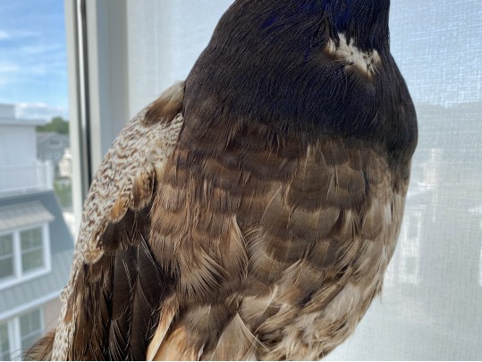 Taxidermy Peacock Perched On Stunning Root Wood Base