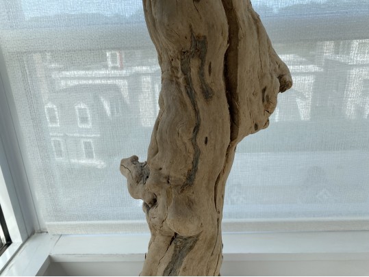 Taxidermy Peacock Perched On Stunning Root Wood Base