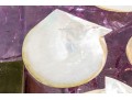 Collection Of 12 Mother Of Pearl Shell Form Caviar Plates
