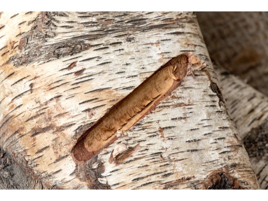 Collection Of An Iron Fire Log Stand With Five Birch Branch Segments