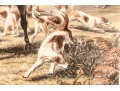 Pair Of Antique English Hunt Prints