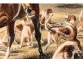 Pair Of Antique English Hunt Prints
