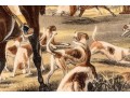 Pair Of Antique English Hunt Prints