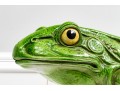 Massive Italian Hand-Painted Terracotta Frog