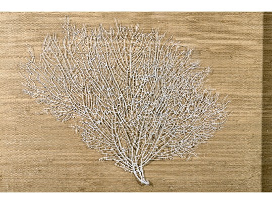 Framed White Sea Fan Wall Art