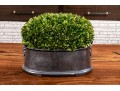 Revelation By Uttermost Preserved Boxwood Dome Centerpiece