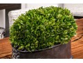 Revelation By Uttermost Preserved Boxwood Dome Centerpiece