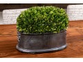 Revelation By Uttermost Preserved Boxwood Dome Centerpiece