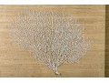 Framed White Sea Fan Wall Art