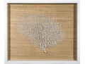 Framed White Sea Fan Wall Art