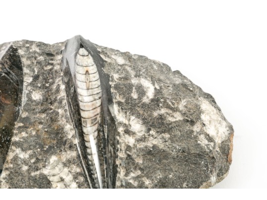 Orthoceras Nautilus Fossil 
