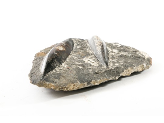 Orthoceras Nautilus Fossil 