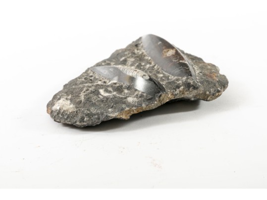 Orthoceras Nautilus Fossil 