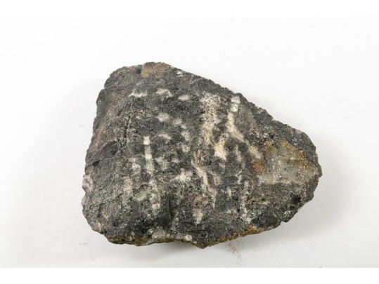 Orthoceras Nautilus Fossil 