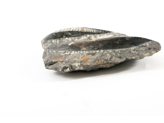 Orthoceras Nautilus Fossil 