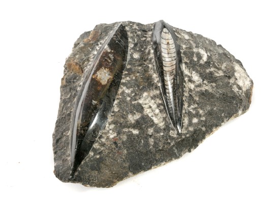Orthoceras Nautilus Fossil 