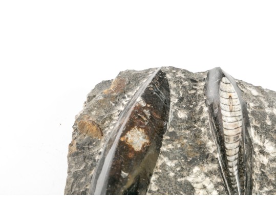 Orthoceras Nautilus Fossil 