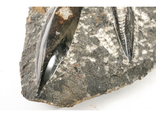 Orthoceras Nautilus Fossil 