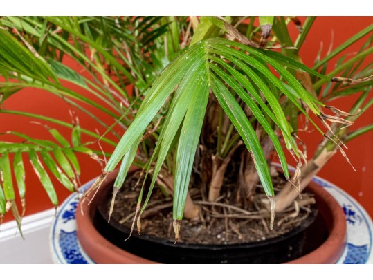 Large Blue And White Asian Porcelain Koi Jardiniere On Wood Stand
