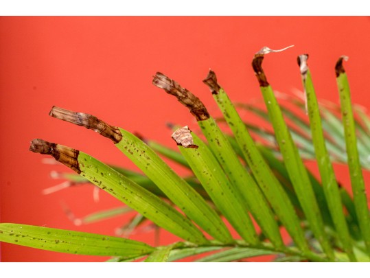 Large Blue And White Asian Porcelain Koi Jardiniere On Wood Stand