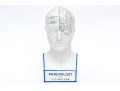 Vintage Fowler Phrenology Head