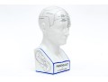 Vintage Fowler Phrenology Head