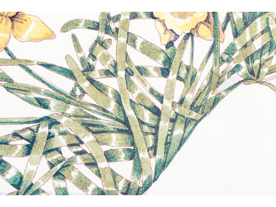 Dennis Kyte (American, B. 1948) Botanical Footwear Prints