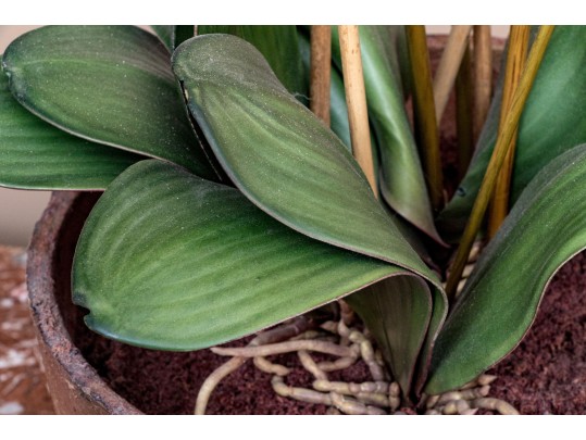 Large Potted Faux Orchid