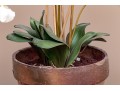 Large Potted Faux Orchid