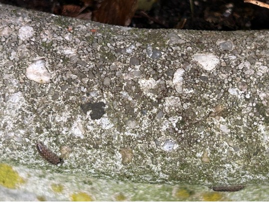 Single Cast Concrete Grape Cluster Garden Planter