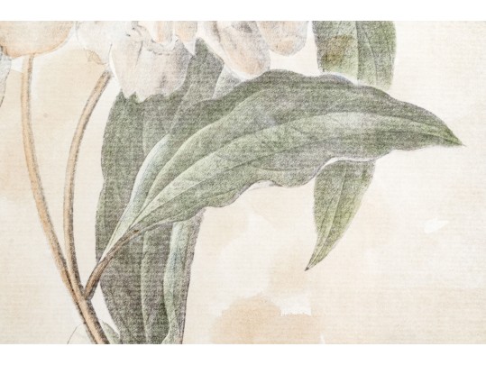 Pair Of Beautiful Botanical Peony Prints After Pierre Joseph Redoute