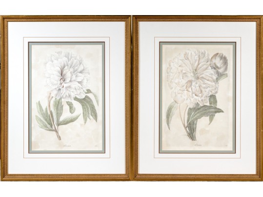 Pair Of Beautiful Botanical Peony Prints After Pierre Joseph Redoute