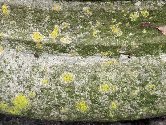 Single Cast Concrete Grape Cluster Garden Planter