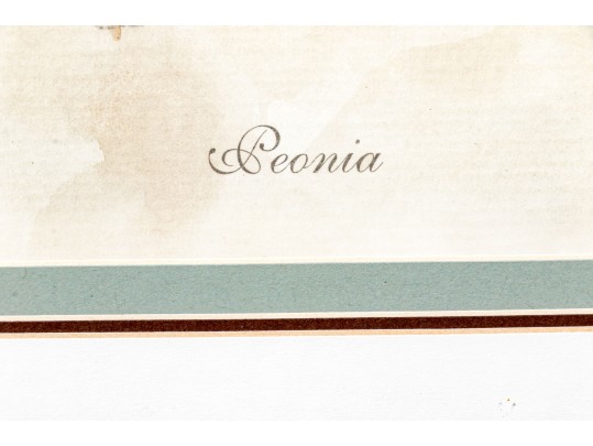 Pair Of Beautiful Botanical Peony Prints After Pierre Joseph Redoute