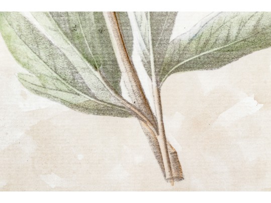 Pair Of Beautiful Botanical Peony Prints After Pierre Joseph Redoute