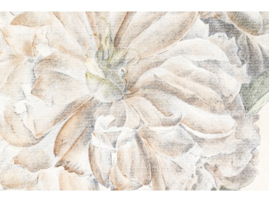 Pair Of Beautiful Botanical Peony Prints After Pierre Joseph Redoute