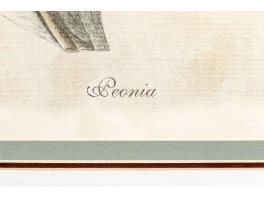 Pair Of Beautiful Botanical Peony Prints After Pierre Joseph Redoute