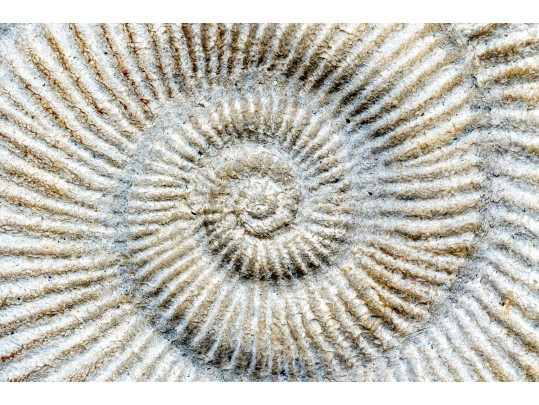 Decorative Collection Of Assembled Table Top Wares