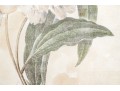 Pair Of Beautiful Botanical Peony Prints After Pierre Joseph Redoute