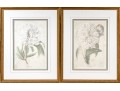Pair Of Beautiful Botanical Peony Prints After Pierre Joseph Redoute