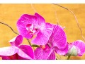Faux Potted Purple Orchid